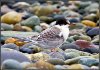 Juvenile Arctic Tern, Anglesey, 08 July 2011