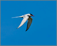 Arctic Tern (Sterna paradisaea), Anglesey, June 2013
