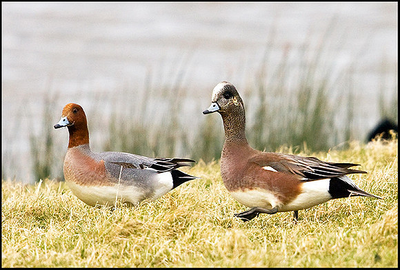 American Wigeon, Slimbridge, 30 March 2009