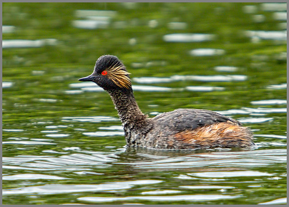 Black-necked Grebe, Bittell, 15 May 2011