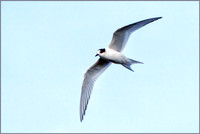 Juvenile Arctic Tern (Sterna paradisaea), Upton Warren NR, October 2016