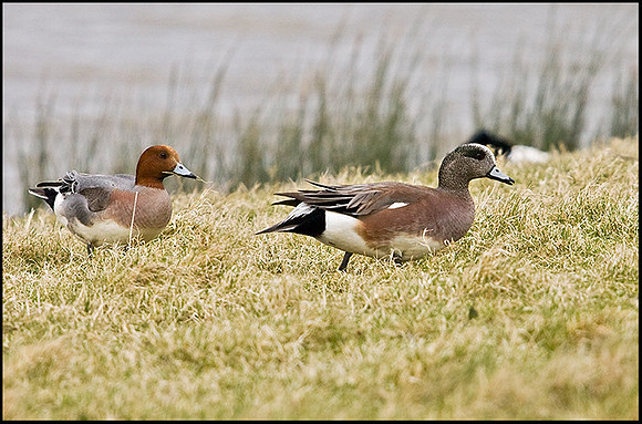 American Wigeon, Slimbridge, 30 March 2009