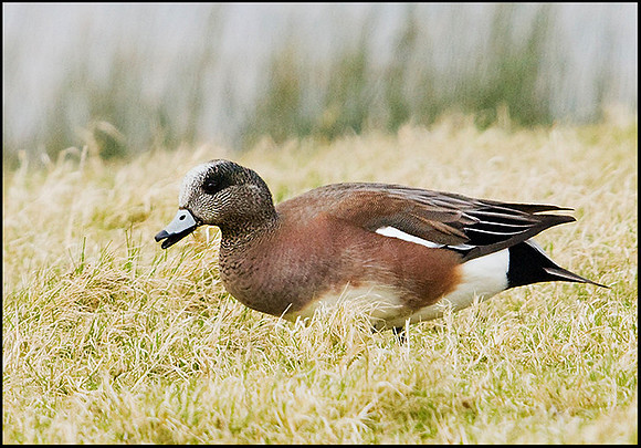 American Wigeon, Slimbridge, 30 March 2009