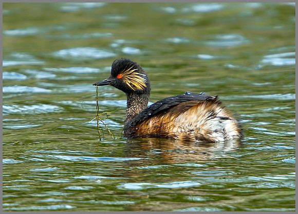Black-necked Grebe, Bittell, 15 May 2011