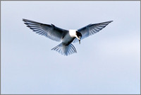 Juvenile Arctic Tern (Sterna paradisaea), Upton Warren NR, October 2016
