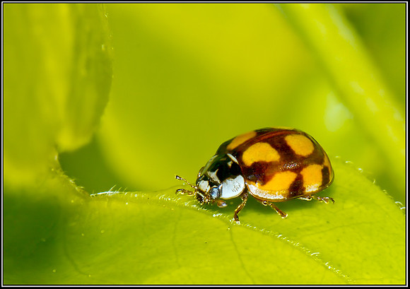 10-spot Ladybird (Adalia 10-punctata),  Garden, 08 August 2012