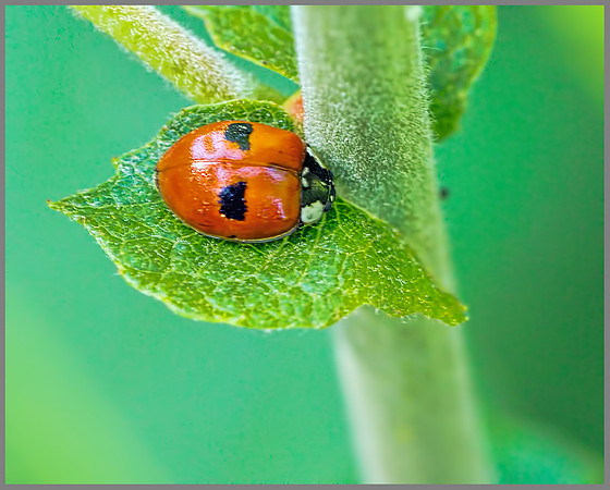 2-spot Ladybird (Adalia bipunctata), Coseley Wood, July 2013