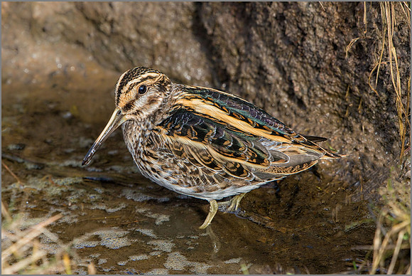 Jack Snipe (Lymnocryptes minimus), Upton Warren NR, March 2016