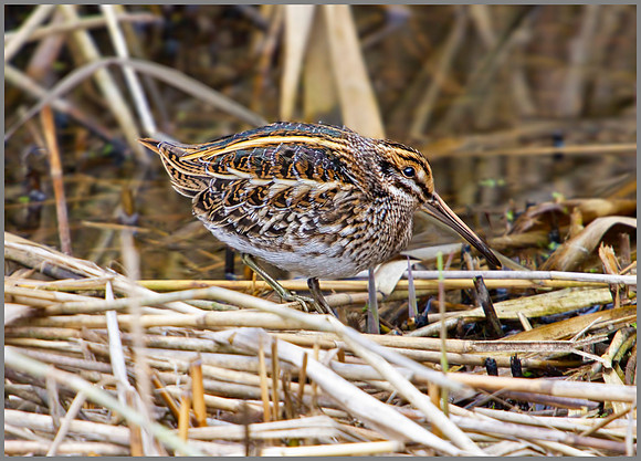 Jack Snipe, Upton Warren Moors, 16 October 2010
