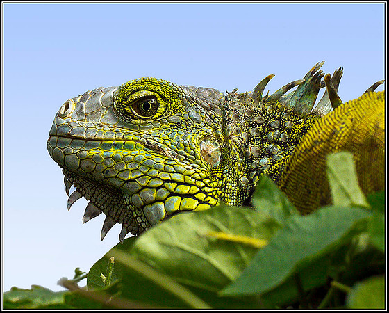 Green Iguana, Stratford on Avon Butterfly Farm, 12 September 2011