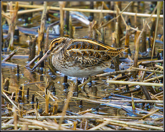 Jack Snipe, Upton Warren Moors, 16 October 2010
