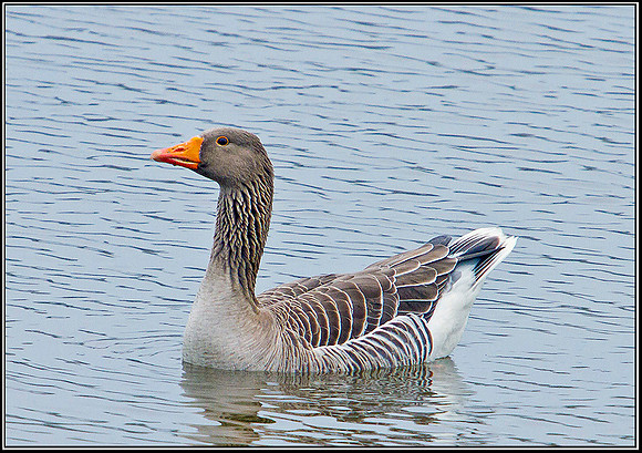 Greylag Goose, Upton Warren Moors, 14 March 2012