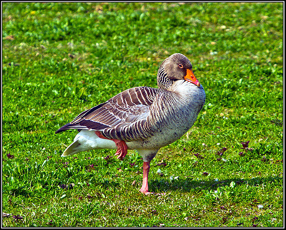 Greylag Goose, Marsh Lane, 21 April 2011