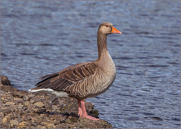Greylag Goose (Anser anser), Upton Warren NR, 30 July 2015