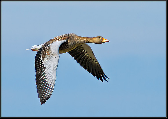 Greylag Goose, Norfolk, September 2012