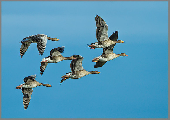 Graylag Geese (Anser anser), Slimbridge WWT, October 2013