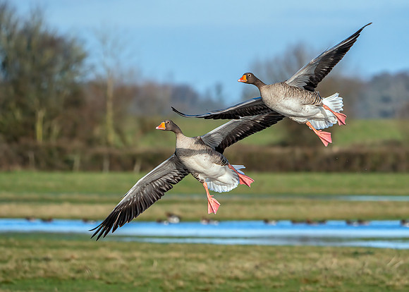 Greylag Geese - Anser anser, Slimbridge WWT,  January 2020