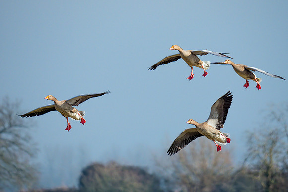 Greylag Geese - Anser anser, Slimbridge WWT, February 2019