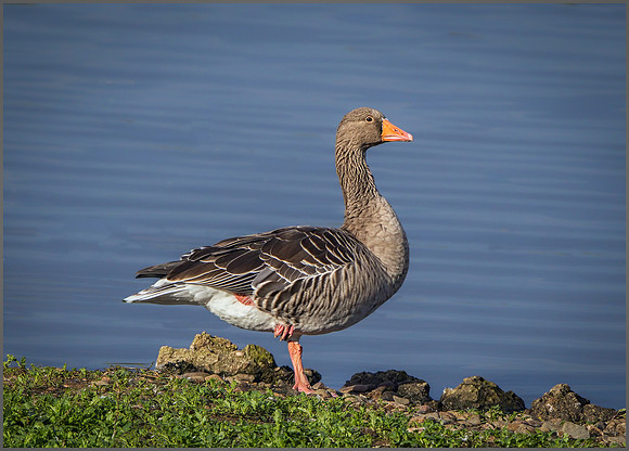 Greylag Goose (Anser anser, Upton Warren NR September 2015