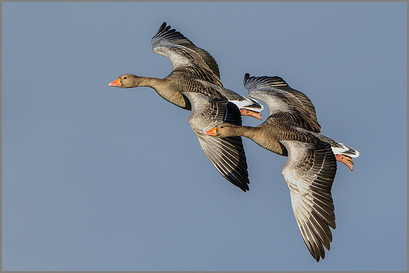 Greylag Geese (Anser anser), Slimbridge WWT January 2016
