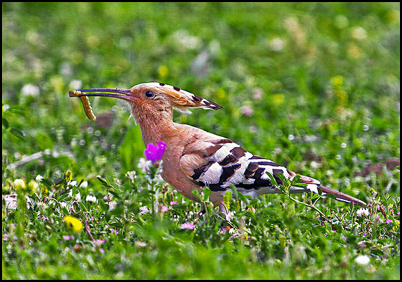 Hoopoe, Mallorca, May 2010