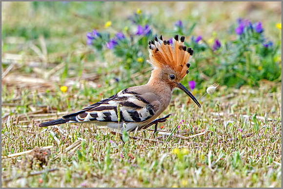 Hoopoe (Upupa epops), Mallorca, May 2016