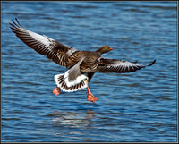 Greylag Goose