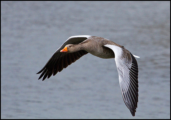 Greylag Goose, Upton Warren Moors, 24 February 2010
