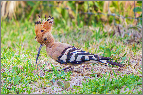 Hoopoe (Upupa epops), Mallorca, May 2015