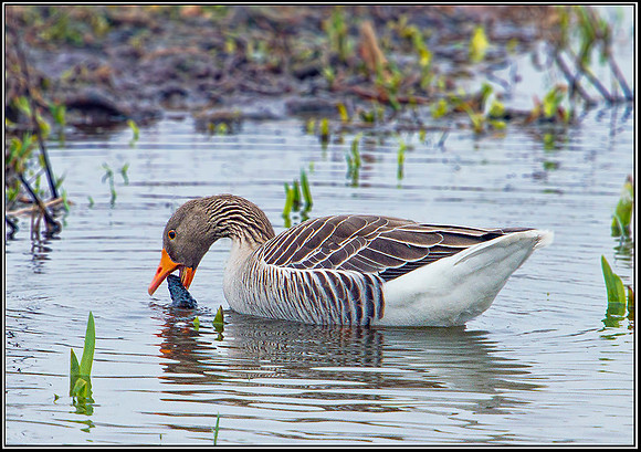 Greylag Goose, Upton Warren Moors, 14 March 2012