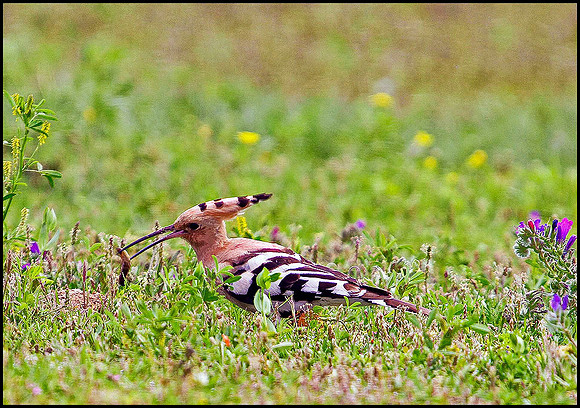 Hoopoe, Mallorca, May 2010