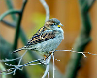 Cock House Sparrow (Passer domesticus), Garden, December 2013