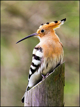 Hoopoe, Mallorca, May 2010