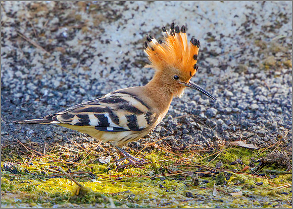 Eurasian Hoopoe - Upupa epops, Mallorca, May 2017