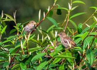 House Sparrows - Passer domesticus, Warwickshire, September 2020