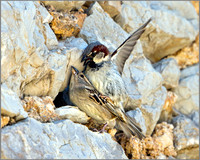 House Sparrows (Passer domesticus), Mallorca, May 2014