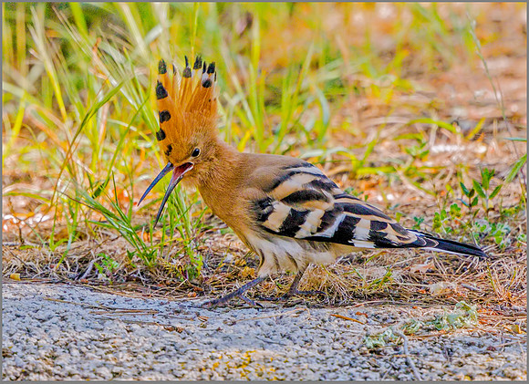 Eurasian Hoopoe - Upupa epops, Mallorca, May 2017