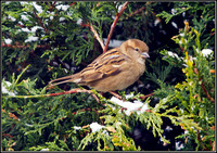 Hen House Sparrow, Garden, 10 February 2012
