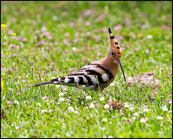 Hoopoe, Mallorca, May 2010