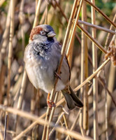 Male House Sparrow - Parrer domesticus, Slimbridge WWT, January 2019