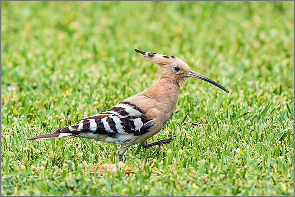 Hoopoe (Upupa epops), Mallorca, May 2015