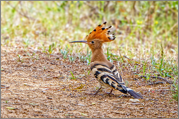 Hoopoe (Upupa epops), Mallorca, May 2016