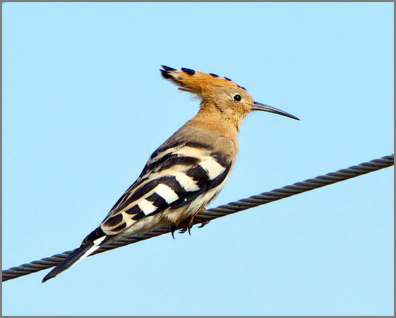 Hoopoe (Upupa epops), Mallorca, May 2014