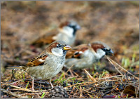 Cock House Sparrows (Passer domesticus), Warwickshire, December 2013