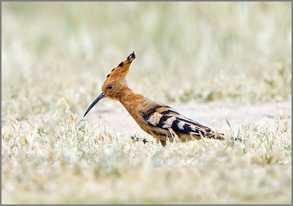 Hoopoe (Upupa epops), Mallorca, May 2014