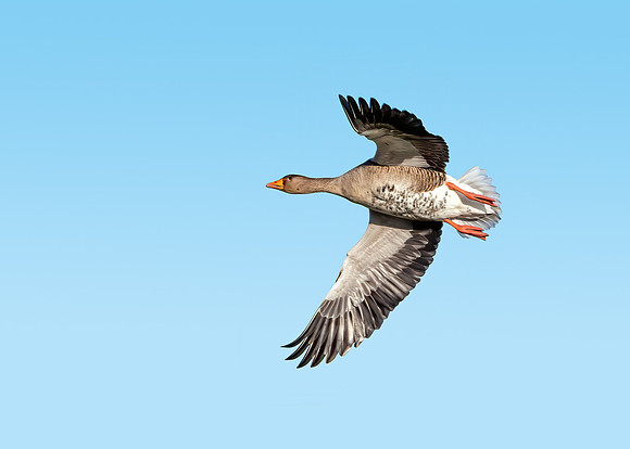 Greylag Goose - Anser anser, Slimbridge WWT, January 2020