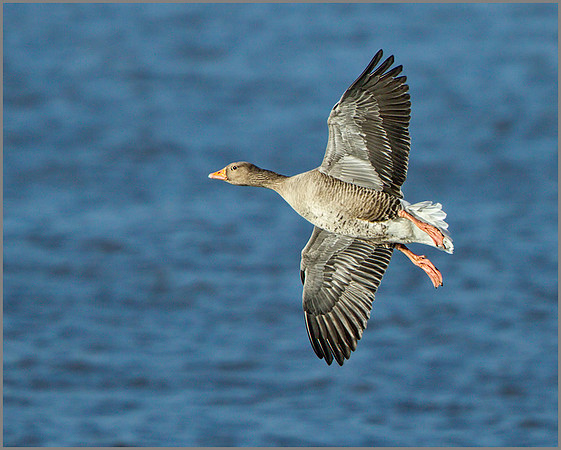 Greylag Goose (Anser anser), Upton Warren, January 2014