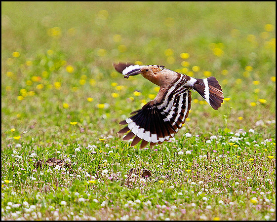 Hoopoe, Mallorca, May 2010