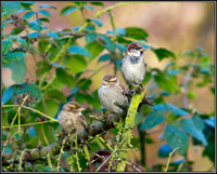 House Sparrows, Warwickshire, 14 December 2011