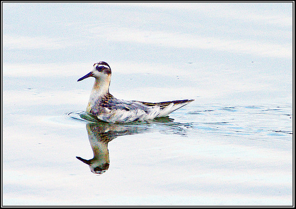Grey Phalarope, Upton Warren Flashes, 21 September 2010
